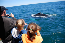 Whale250x168